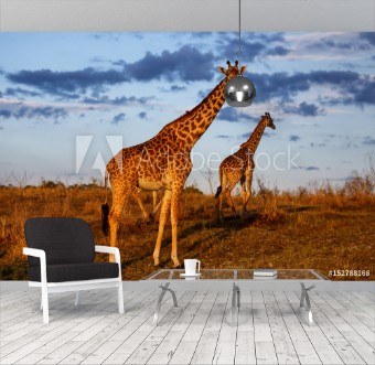 Picture of Giraffes with morning clouds in the Masai Mara National Reserve in Kenya